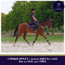 Jeune AQPS, excellent mental