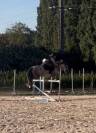 Ponette D 