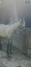 Ponette D 
