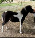 Pouliche pie Welsh x shetland OC 