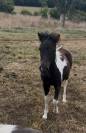 Pouliche pie Welsh x shetland OC 