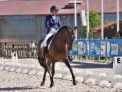 Magnifique Hongre PRE bai brun