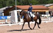 Magnifique Hongre PRE bai brun