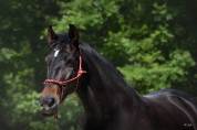 Magnifique Hongre PRE bai brun
