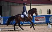 Magnifique Hongre PRE bai brun