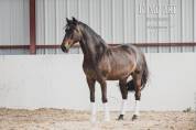 Magnifique Hongre PRE bai brun