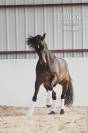 Magnifique Hongre PRE bai brun