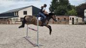 Connemara PP 7 ans hongre