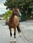 Cheval de 4 ans 