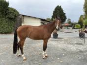Cheval de 4 ans 