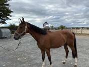 Cheval de 4 ans 