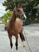 Cheval de 4 ans 