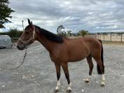 Cheval de 4 ans 