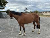 Cheval de 4 ans 
