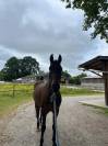 Cheval de CSO 