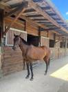 Cheval de CSO 