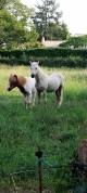 Poney welsh part-bred 