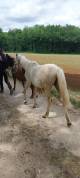 Poney welsh part-bred 