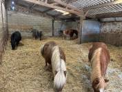 Centro ecuestre En venta Ile y Vilaine