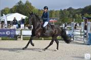 Caballo castrado Silla Francés En venta 2017 Negro por BALOU DU ROUET