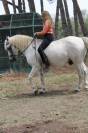 CHEVAL PP CAMARGUE À VENDRE
