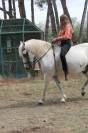 CHEVAL PP CAMARGUE À VENDRE