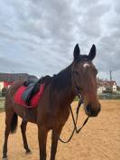 recherche demi pension