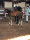 Pipo des Vanades, poulain bai foncé d’exception - Foal