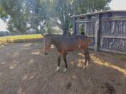 Pipo des Vanades, poulain bai foncé d’exception - Foal