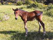 Pipo des Vanades, poulain bai foncé d’exception - Foal