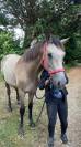 Hongre 2ans