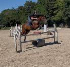 Hongre Pfs 7 ans