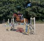 Hongre Pfs 7 ans