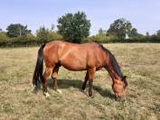 Trotteur 6 ans pour loisirs
