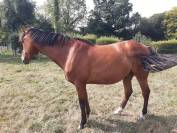 Trotteur 6 ans pour loisirs