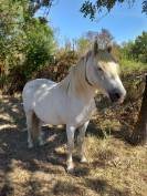 vds camargue hongre 8 ans plein papiers