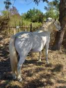 vds camargue hongre 8 ans plein papiers