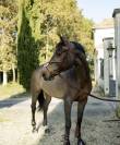 Super jument de cso de 13 ans