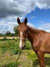 Cheval 