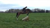 Superbe jument Selle Français 6 ans 