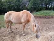 Vente Haflinger 