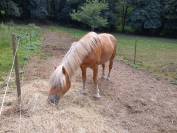Vente Haflinger 