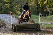 Cheval pour loisir