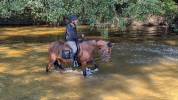 Cheval pour loisir