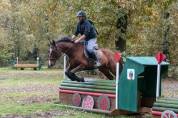 Cheval pour loisir