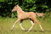 Très belle pouliche espagnole palomino oc , 2,5 ans