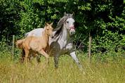 Très belle pouliche espagnole palomino oc , 2,5 ans