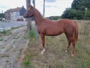 Poulain 1 an à vendre