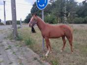 Poulain 1 an à vendre
