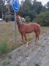 Poulain 1 an à vendre